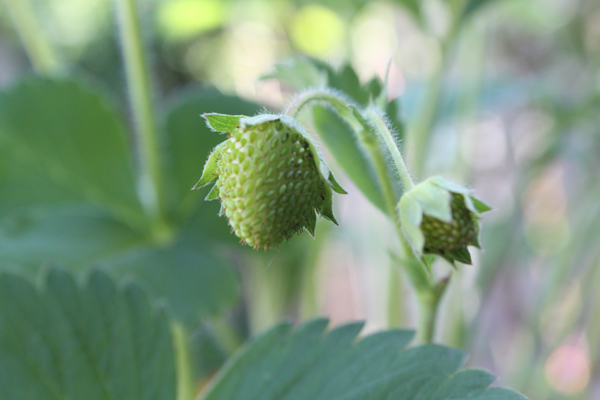 草莓的不完全生长过程记录