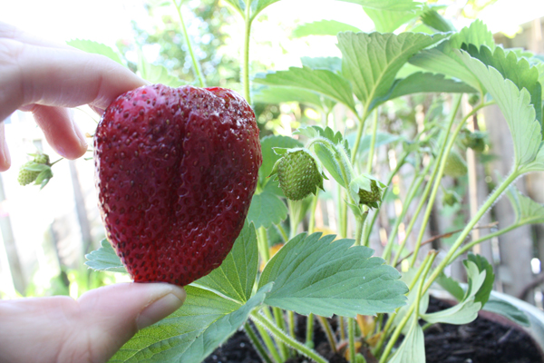 草莓的不完全生长过程记录