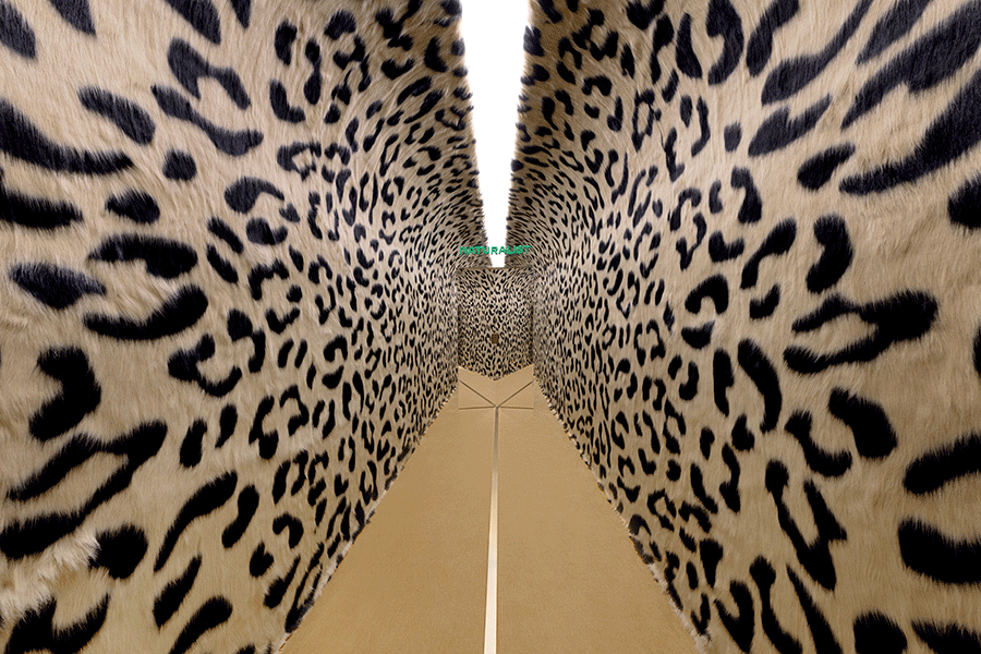 一起走进卡地亚广州猎豹主题展，感受一个完整的“猎豹宇宙”